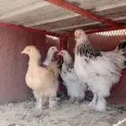 دجاج براهما اصيل انتاج تحضين