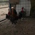 ديوك بلدي للبيع