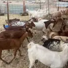 معزاء جنوبيه تهاميه طيبه جدا