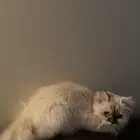 لتبنيي