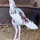 ديك باكستاني سندي