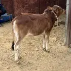 حسيل سمين على حليب