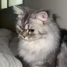 قطه للبيع