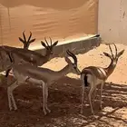 جوزين عفري دفيع ولايف