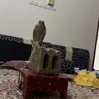 شبوط للبيع ذكر