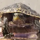 سلاحف مائية للبيع   Red-eared Slider   بصحة ممتازة