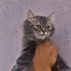 قط ذكر شرازي