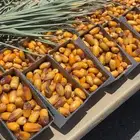 تمر صفري بيشه ل البيع