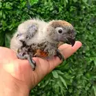 فرخ دوسكي لوري   تم البيع خارج الموقع