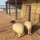 رخال للبيع