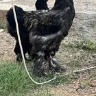 براهما