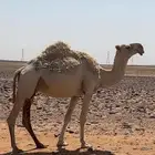 لقحه للبيع