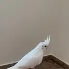 تم البيع الله يبارك لراعيه