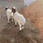 خروفين نعيم