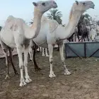 لقحات وضح