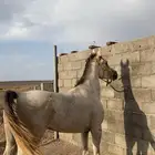 حصان شعبي