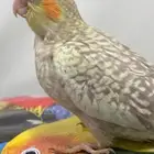 فرخ كروان فراشه