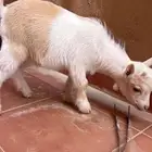 تيس غزم العمر 3 شهور