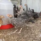 للبيع فراريج