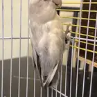 انثى روز جاهزه