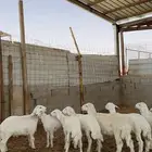 خرفان ورخال حريات