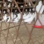 حمام فرنسي سوبر سوبر جانبو