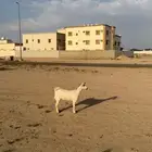 عنقان للبيع صنف