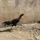 دجاج ديكه بكستاني