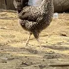دجاج تركي