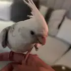 طير كروان