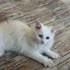 قطو للتبني