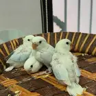 فروخ روز