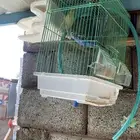 طيور بادجي مع الشبك التواصل واتساب فقط