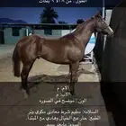 حصان انجليزي