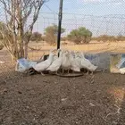 للبيع بط بكيني