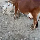 بقره بلدي كفو