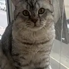 بيرتش شورت هير