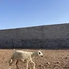 رخله