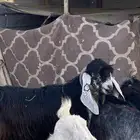 تيس عارضي
