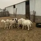 6 رخال وطلي