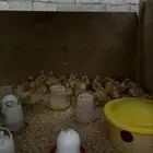 السلام عليكم ورحمة الله صيصان بط بكيني سوبر جامبو