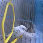 بيع طير بادجي استرالي بالمخواه