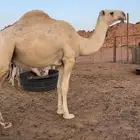 قعود عمره اربع سنوات للبيع جذع