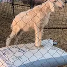 للبيع داغور