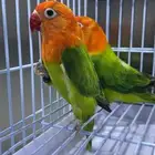 جوز فيشر