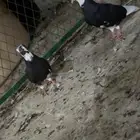 حمام زينه وقطايف شرط.