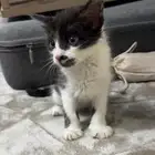 قط للتبني
