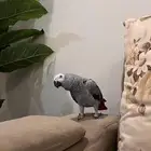 كاسكو أليف ومتكلم