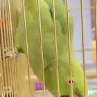 بغبغا الدره هندي