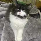 قطه شيرازي لتبني